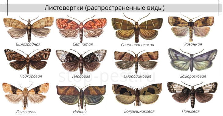 Листоверка виды