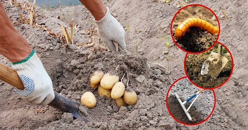 как выглядит проволочник