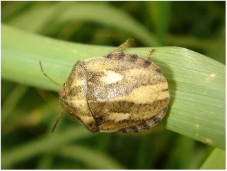 Борьба с клоп черепашкой